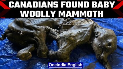Extinct baby woolly mammoth found in Canada| OneIndia News*News