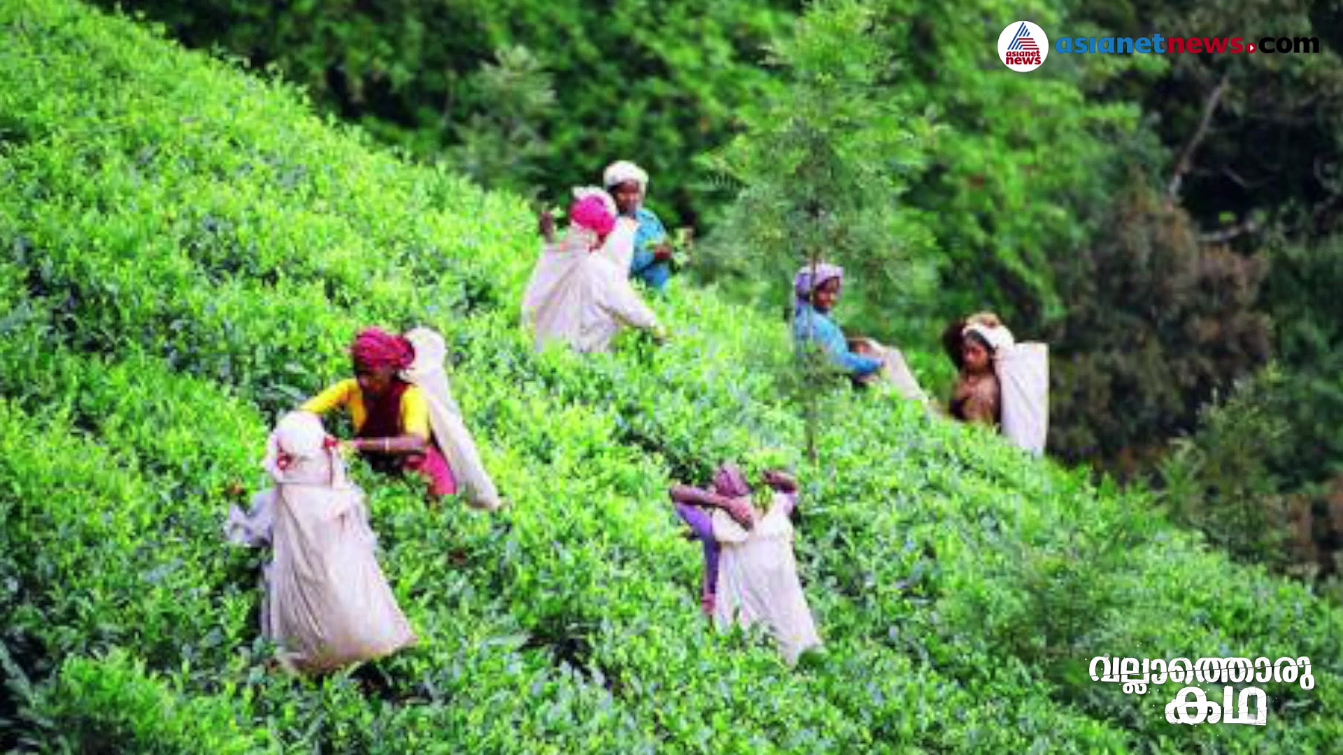 ദുരിതാലയങ്ങളാകുന്ന ലേബർ ലൈനുകൾ; എന്നുതീരും, ഈ തേയിലത്തൊഴിലാളികളുടെ സങ്കടങ്ങൾ ?