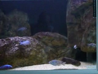 Placidochromis Phenochilus breeding group
