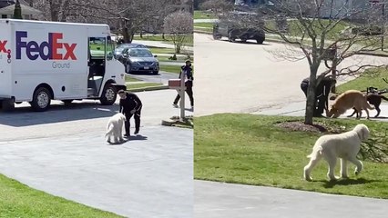 Golden Doodles Adorable Interaction with FedEx Driver