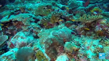 Environnement : l'ONU déclare un "état d'urgence des océans" lors d'un sommet à Lisbonne