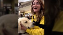 Girl Surprised By Her Grandma And Grandpa By Bring Her Dog At The Airport
