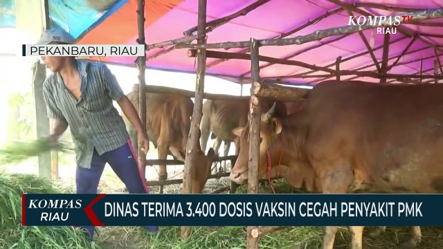 Dinas Terima 3.400 Dosis Vaksin Cegah Penyakit PMK