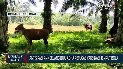 Antisipasi PMK Jelang Idul Adha Petugas Vaksinasi Jemput Bola