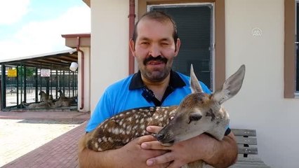 Yaralı bulunan ceylan yavrusunun tedavisine başlandı