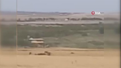 Domuz sürüsü mahalleyi silahlandırdı