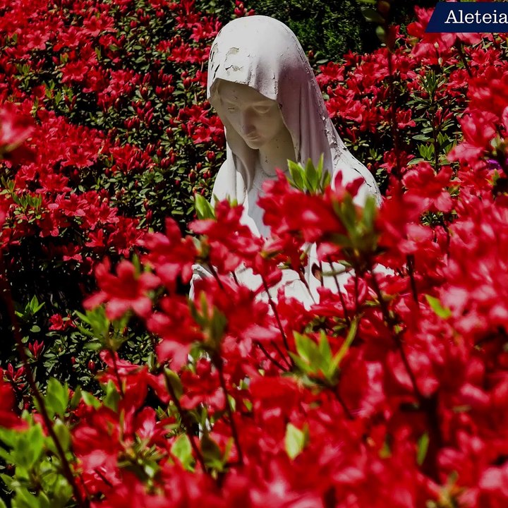 La Vierge Marie et la Rose Mystique
