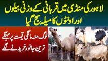 Lahore Ki Mandi Me Qurbani Ke Janwaron Ka Mela Saj Gaya - Log Munh Mangi Qeemat Par Kharidne Lage