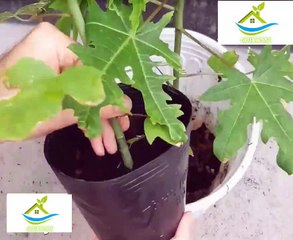 CARA MEMBUAT SUPER PEPAYA DI RUMAH