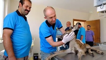 Yaralı ceylanın tedavisine başlandı