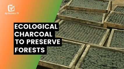 Benin: Ecological charcoal to preserve forests