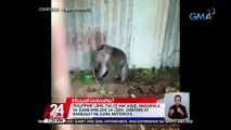 KuyaKimAnoNa?: Philippine Long-Tailed Macaque, nakawala sa isang mini zoo sa Cebu; umatake at nangagat ng ilang motorista | 24 Oras
