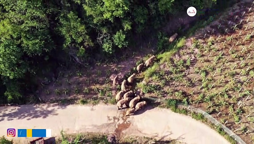 ഇണയെ തേടിയായിരുന്നോ അവളുടെ യാത്ര? ശാസ്ത്രലോകം കൗതുകത്തോടെ നിരീക്ഷിച്ച ലുബാന്റെ ദേശാടനം