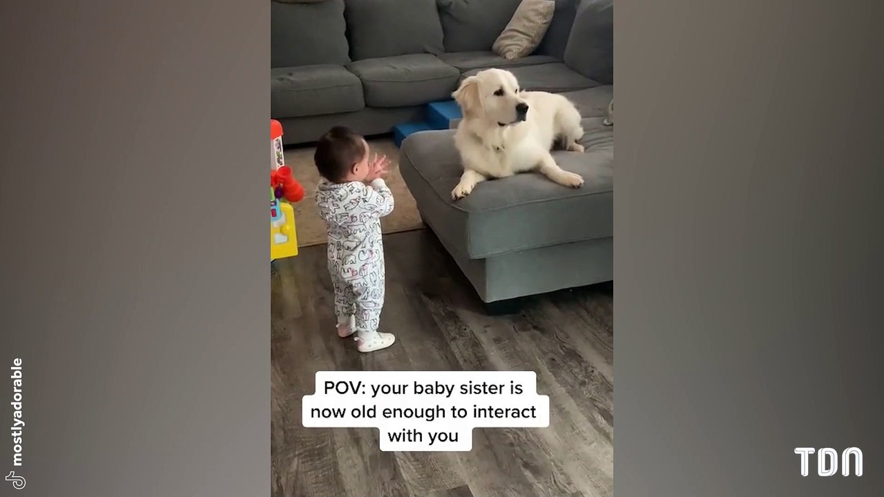 Une chienne regarde une petite fille faire ses premiers pas : C'est trop mignon !