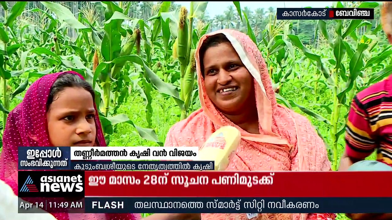 തണ്ണീർമത്തൻ കൃഷിയിൽ വൻ വിജയം കൊയ്ത് കാസർകോട്ടെ കുടുംബശ്രീ പ്രവർത്തകർ