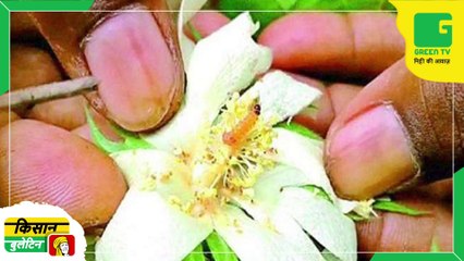 Nano DAP के लिए अब नहीं करना होगा ज्यादा इंतजार, एक दिन में 2 लाख बोतलें होंगी तैयार Agri News | Kisan Bulletin