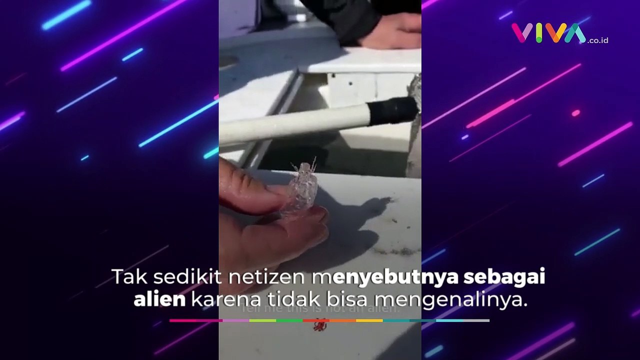 Nelayan Temukan Makhluk Transparan Mirip Alien, Apa Itu?