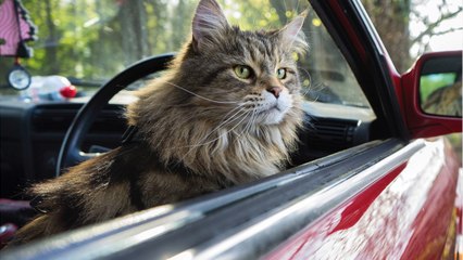 47 chats retrouvés entassés dans une voiture sur une aire de repos en plein soleil