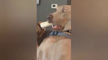 DOGS CAM Priceless Reactions#2 Try Not To Laugh Funny Dogs