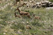 Yavru dağ keçilerinin sarp kayalıklardaki tehlikeli oyunları kamerada