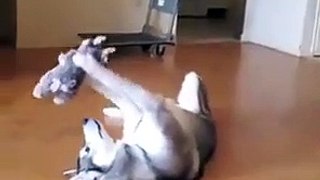 aww #dog #cutedog #cuteanimal #dogvideo #animalvideo