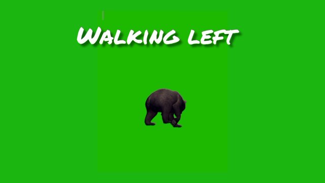 bear green screen