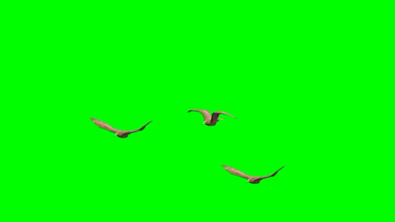 eagle green screen video |