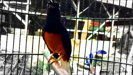 EMOSI TINGGI..!! Seketika Murai Batu BONGKAR ISIAN