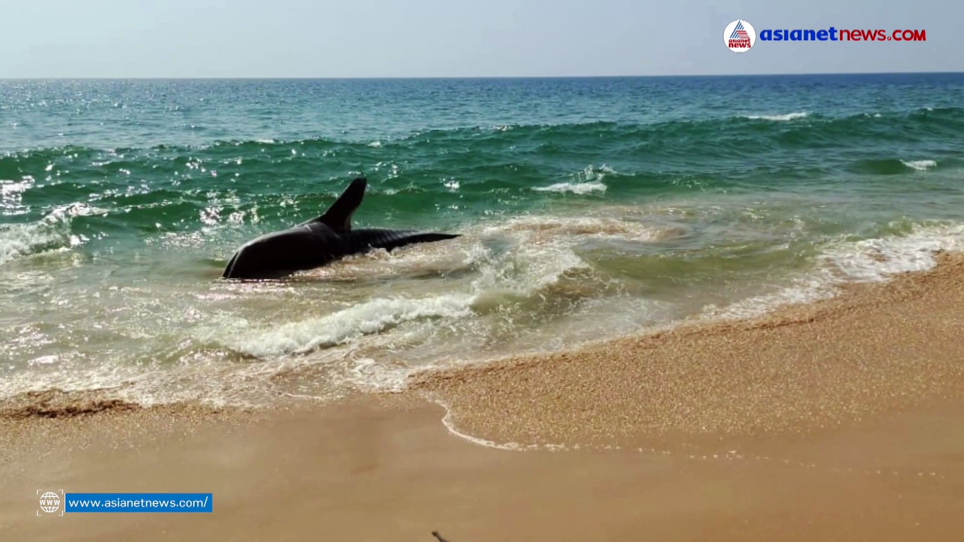 Whale Shark : ചത്തടിഞ്ഞത് രക്ഷപ്പെടുത്തി കടലിലേക്ക് വിട്ടയച്ച കൂറ്റന്‍ സ്രാവ്
