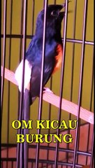 DURASI PENDEK Murai Batu Medan Ngamuk Emosi Tinggi