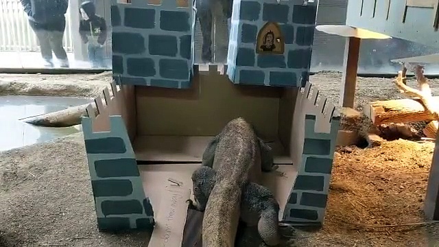 മൃഗശാലയില്‍ കഴിയുന്ന കൊമാഡോ ഡ്രാഗണ്‍ ഇര പിടിക്കുന്ന ദൃശ്യം