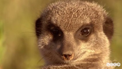Gia đình nhỏ bé của loài cầy Mangut | Thế giới đông vật HD Thuyết minh | Nature VCC