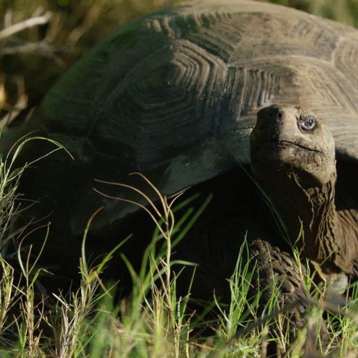 Les secrets de la longévité des tortues, lézards et amphibiens carré