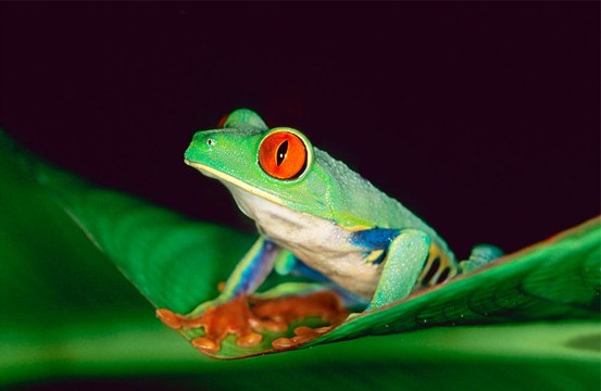 Frogs on brink of extinction due to 'voracious appetite' of French diners for frog's legs