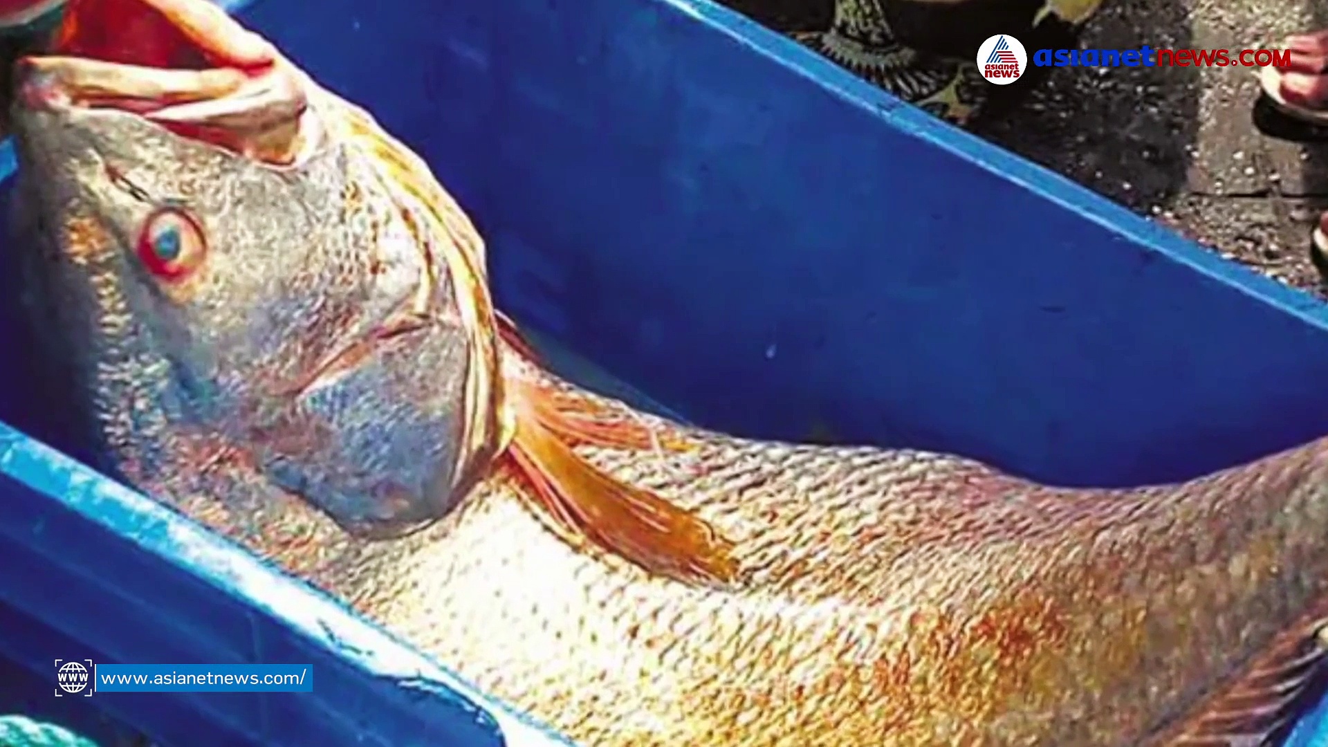 അടിച്ചു മോനേ! മത്സ്യബന്ധന നിരോധനം കഴിഞ്ഞ് ആദ്യ ദിവസം, ഇവര്‍ക്ക് കിട്ടിയത് വമ്പന്‍ കോള്!