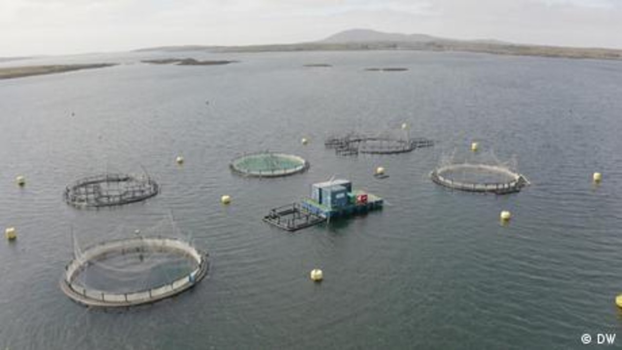 Wie geht nachhaltige Fischzucht?