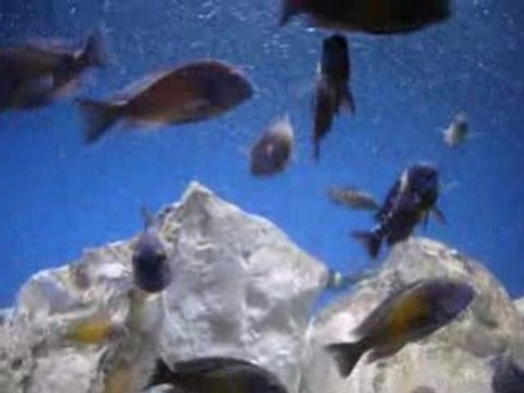 Wild Tropheus moorii Kasakalawe and F1 Tropheus duboisi