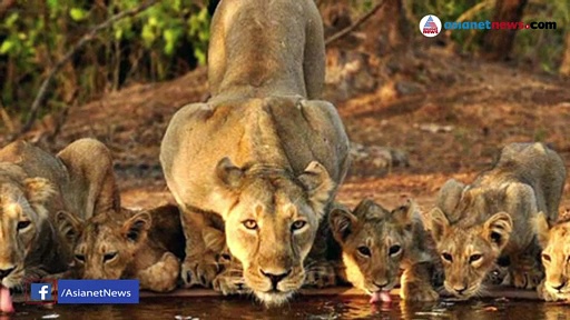 സിംഹം വേട്ടയാടുന്നത് ലൈവായി കാണാന്‍ യുവാക്കളുടെ കൊടുംക്രൂരത; ജനരോഷം, ദൃശ്യങ്ങള്‍ പുറത്ത്