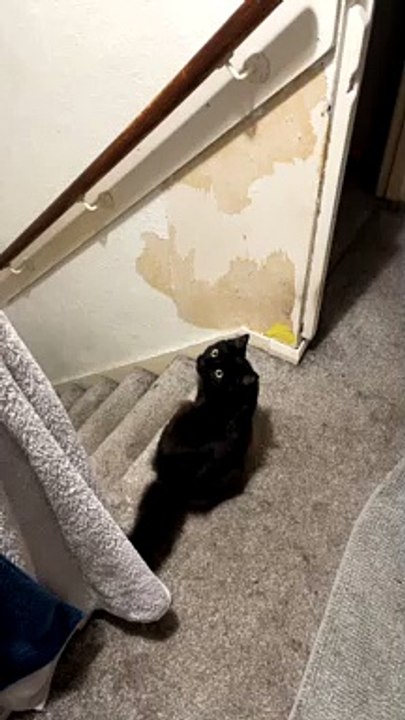 Kitty Does a Rail Grind