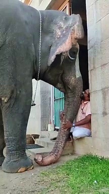 കാണാൻ വരുന്നവർ ഫോട്ടോ എടുക്കുന്നു; പരാതി പറഞ്ഞ് ആന