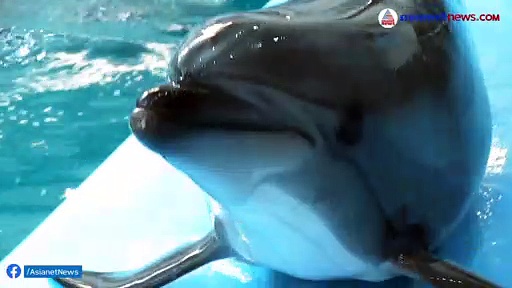 Female Dolphins :  പെണ്‍ഡോള്‍ഫിനുകള്‍ക്കും മനുഷ്യരെപ്പോലെ ക്ലിറ്റോറിസ് കണ്ടെത്തി; പുതിയ പഠനം പറയുന്നത്