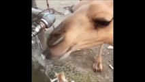 Il a eu la bonne idée d'apprendre à son chameau à ouvrir le robinet