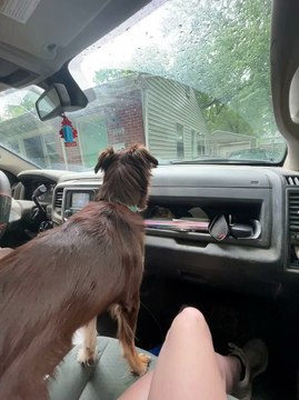 Dog Goes After Windshield Wipers