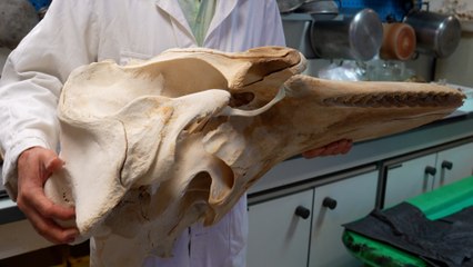 «C’est d’un intérêt scientifique majeur» : dans le labo du Muséum d’histoire naturelle qui prépare l’orque de la Seine