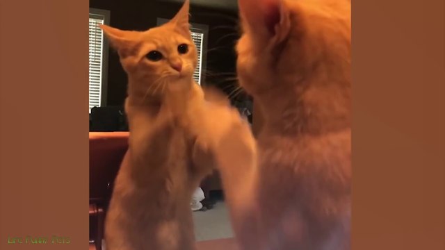 Funniest Cat Videos on the Planet - Best Funny Animal Videos 2022 - Life Funny Pets