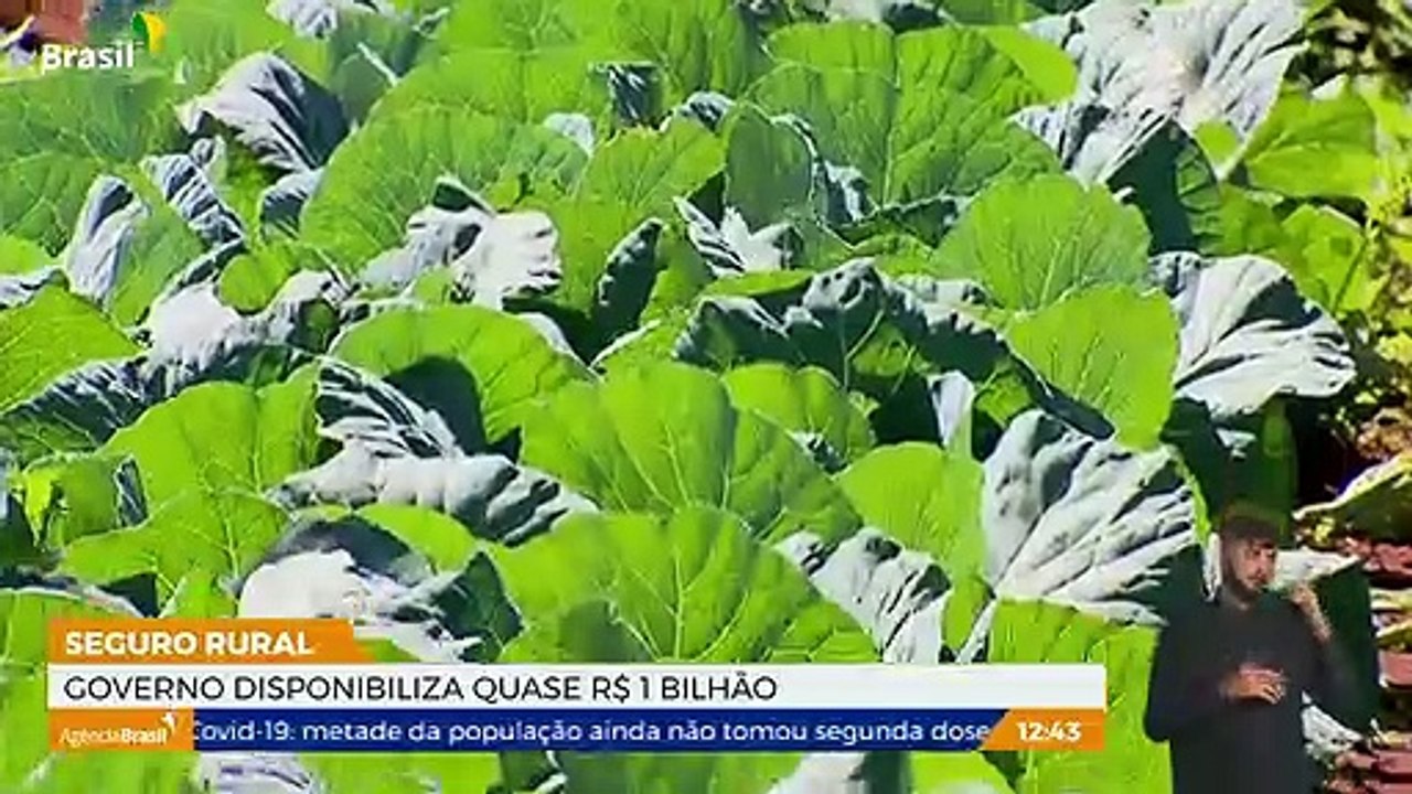 Ministério da Agricultura disponibilizou quase R-1 bilhão para seguro rural