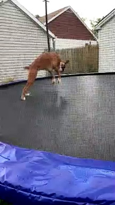 Bouncy Boxer Plays on Trampoline