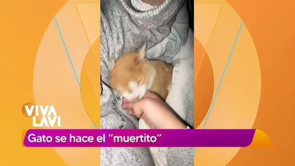 Gatito no reacciona, su dueño creía estaba muerto; sólo estaba dormido