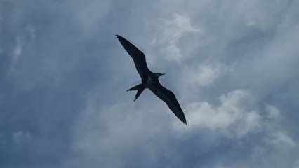 [단독] 열대 대형 바닷새 '군함조', 부산에서 포착 / YTN