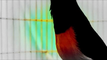 Akan NGAMUK dan EMOSI TINGGI, Pancing Dengan Kompilasi TEMBAKAN Murai Batu TARUNG Fighter